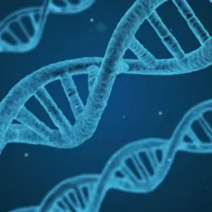 Strains of cells